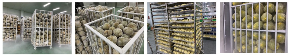 liquid nitrogen freezer frozen durian