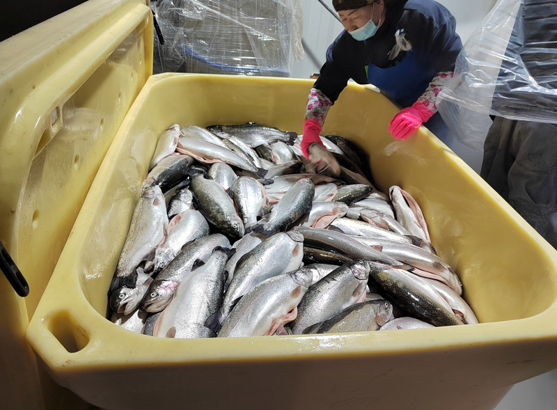 How Long Can Liquid Nitrogen Frozen Food Stay Fresh?